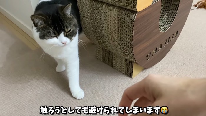 目を細める猫