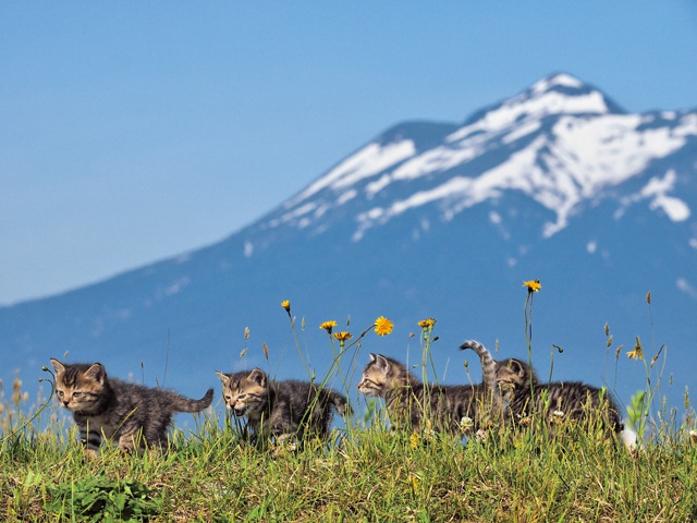 ふるさとのねこ