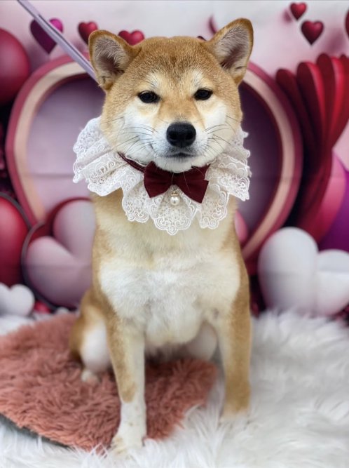 レースとリボンの首輪をつけている柴犬