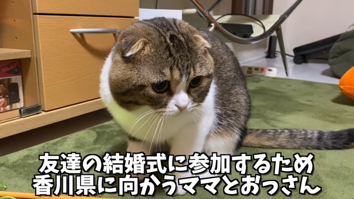 おすわりをする猫