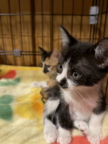 来たばかりの子猫1