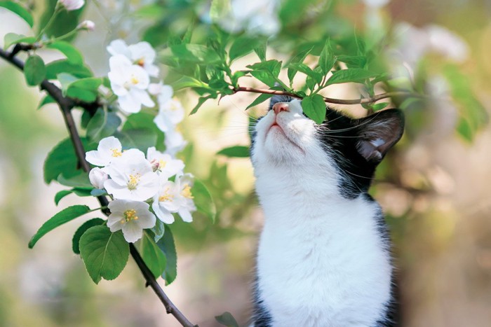 リンゴの花と白黒猫