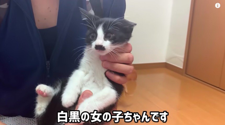 モンローちゃん