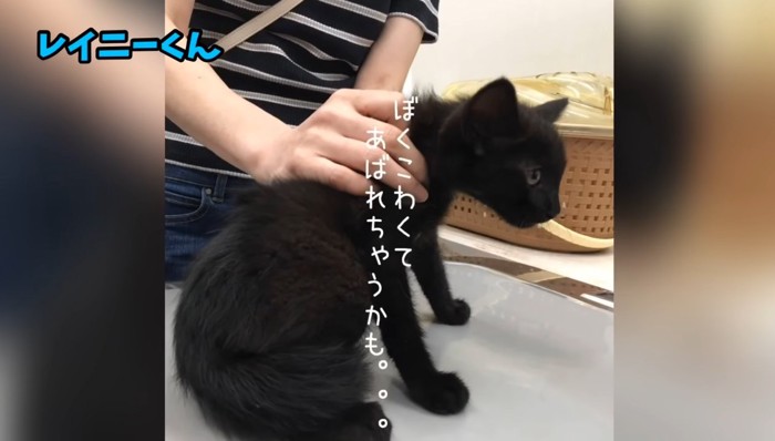 診察中の黒猫