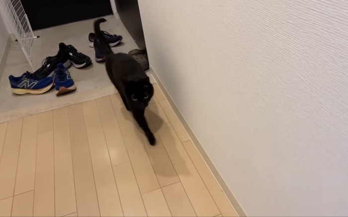 出迎える猫