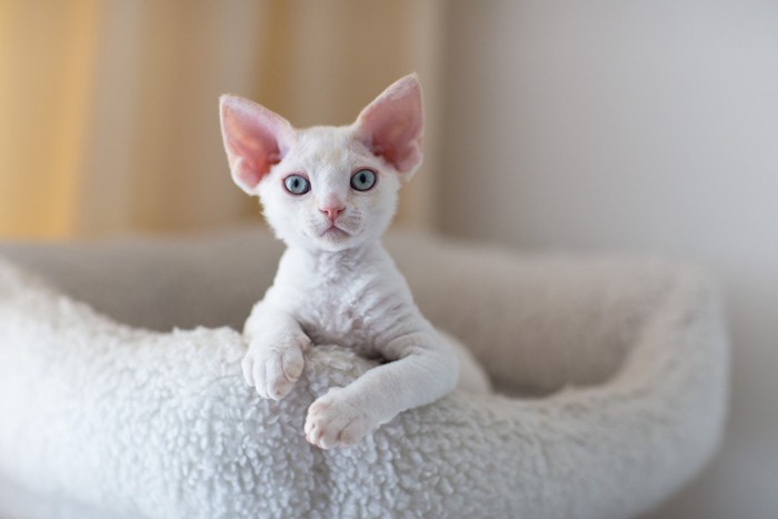 デボンレックスの子猫