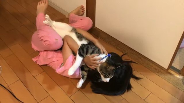 寝転がる女の子の上の猫