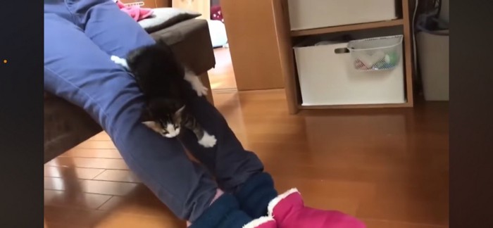 足を滑り降りる子猫