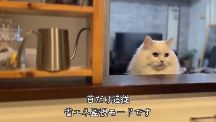 省エネモードのシロちゃん