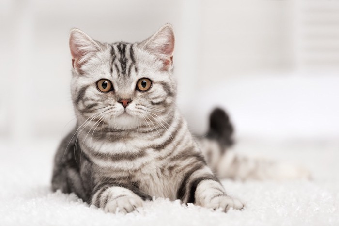 こちらを見つめるアメリカンショートヘアの子猫