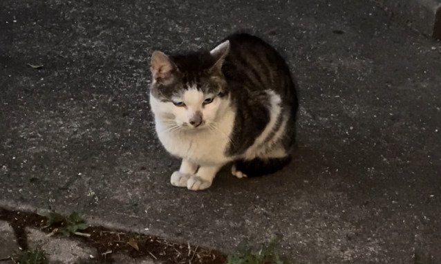 座っている猫