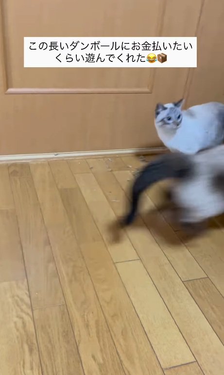 中に飛び込む猫
