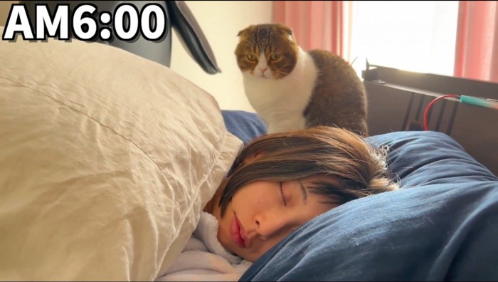 眠っている女性の枕元に座る猫