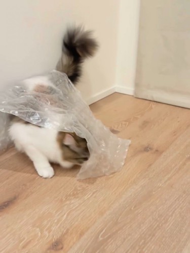 シートの下に潜ろうとする猫