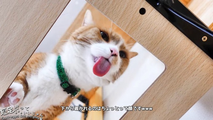 茶白の猫