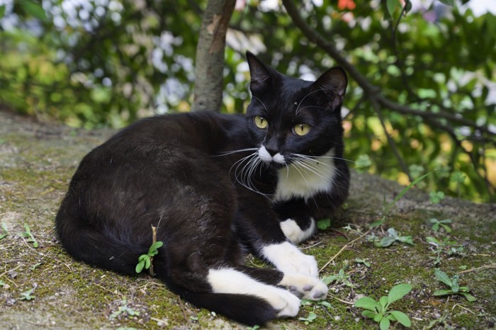 黒が多目のクロシロ猫