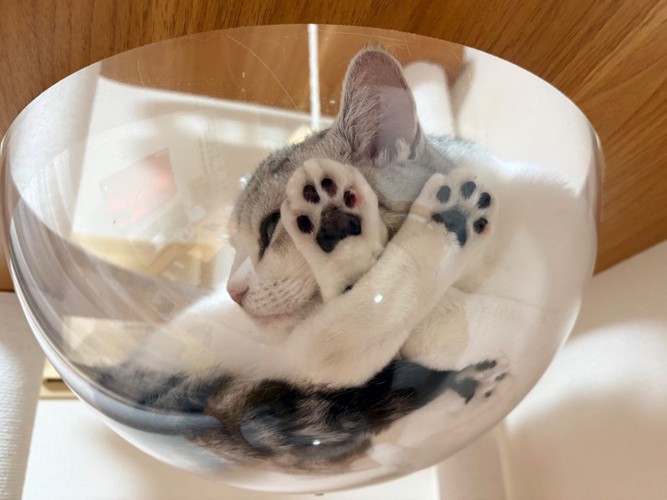 マンチカンが透明ボウルに乗り、前足と後ろ足をクロスして顔で手足を押し付けている様子