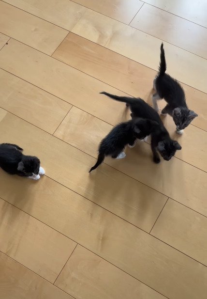 部屋を歩く子猫たち