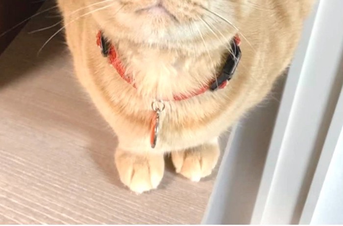 猫の足元
