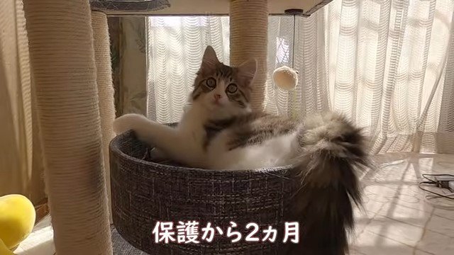 ベッドの中からこちらを見る猫