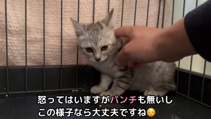 なでられる子猫