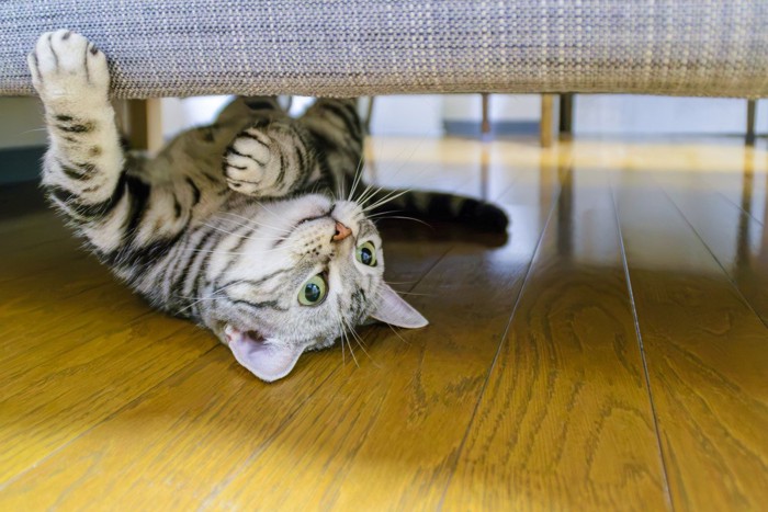 隠れている猫
