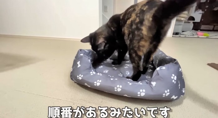 匂いを嗅ぐ猫