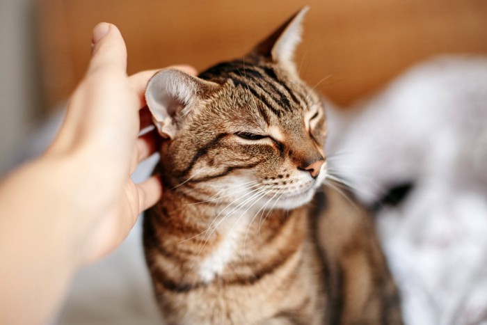 犬と近づくことを嫌がる猫