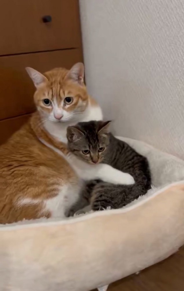 子猫を抱きしめる猫