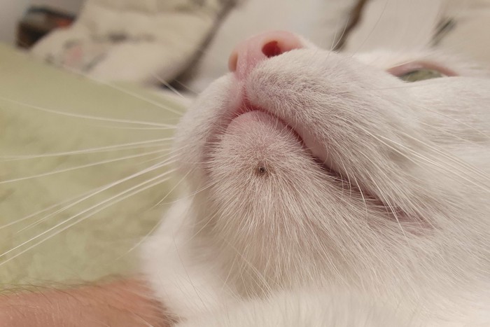 猫の顎