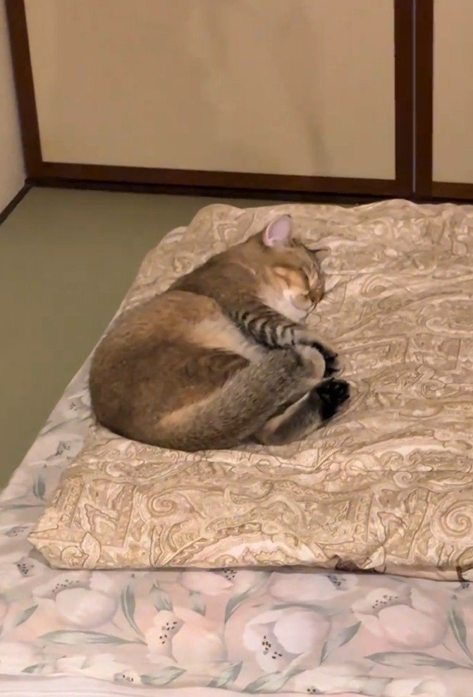 ふとんの上で寝る猫2（少しズーム）