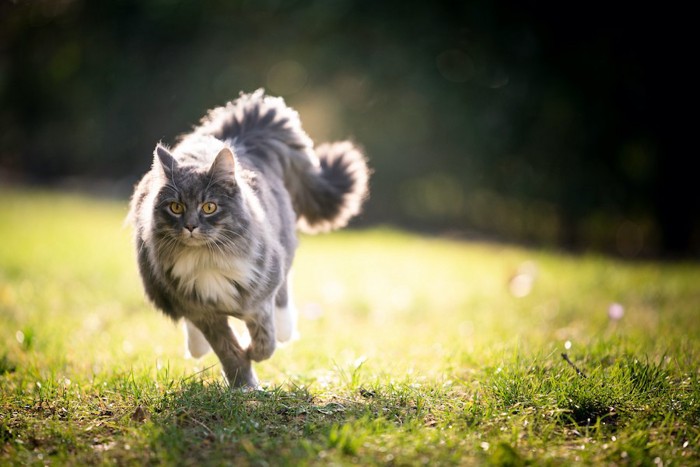 原っぱを全速力で走っている猫