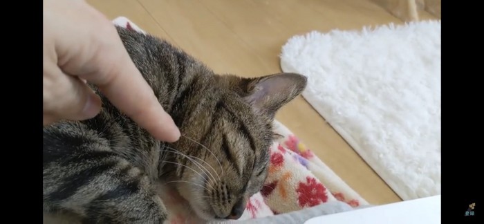 ヒゲを触られる猫