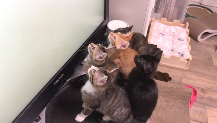 上の方を見る子猫たち