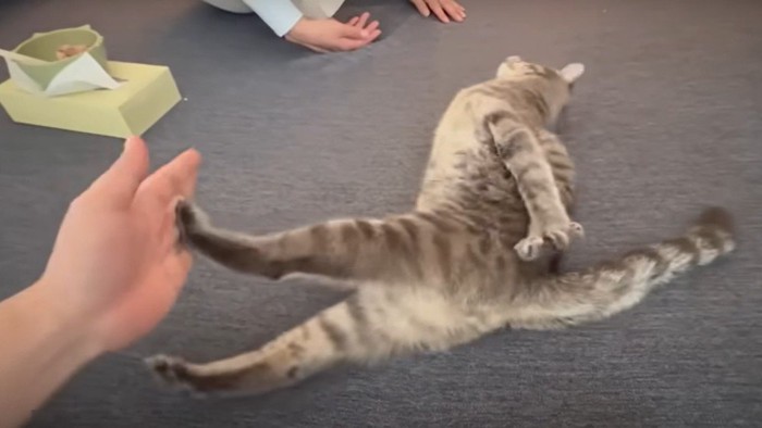 キックする猫