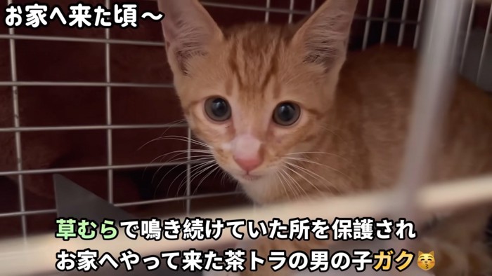 テロップ「草むらで鳴き続けていた~」