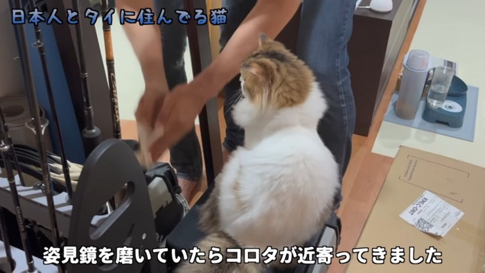 鏡を見る猫