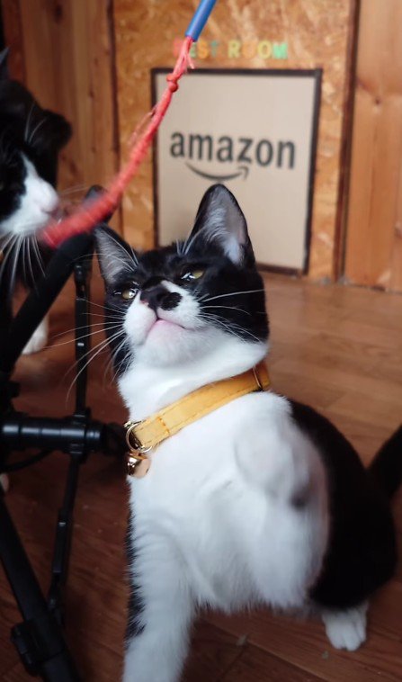 成長した猫