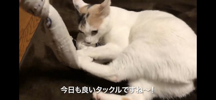 シメのタオル