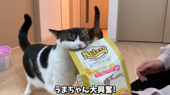 フードの袋をかじる猫