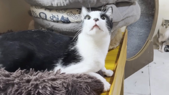 見開く猫