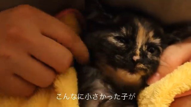 タオルにくるまれている子猫