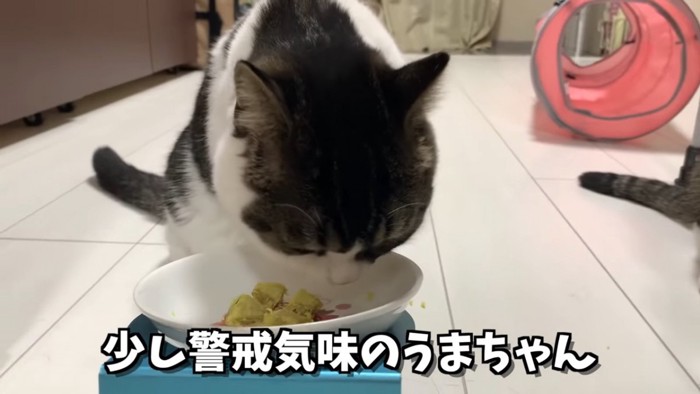 さつまいものニオイを嗅ぐ猫