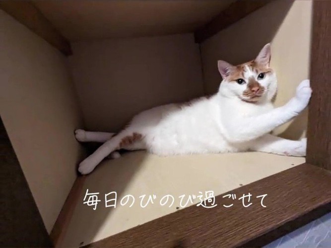 箱の中にいる猫