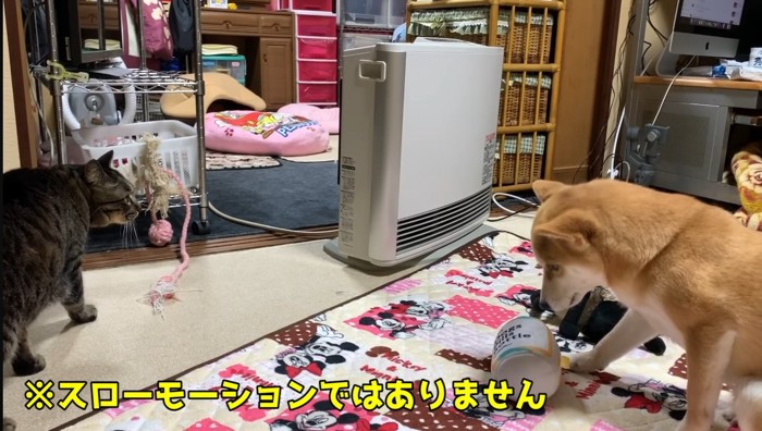 スローモーションの文字と猫と柴犬