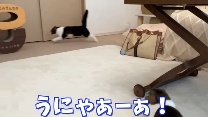 走る猫