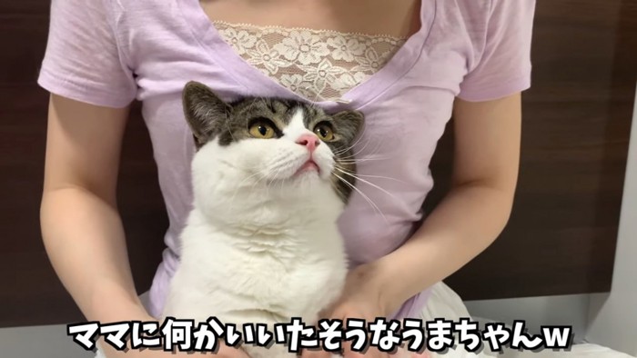 見上げる猫