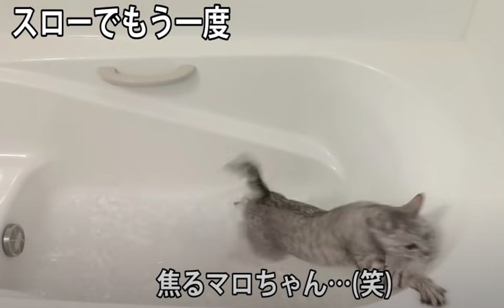 驚いて大慌てな猫