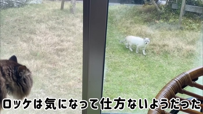 外にいる猫を見る猫