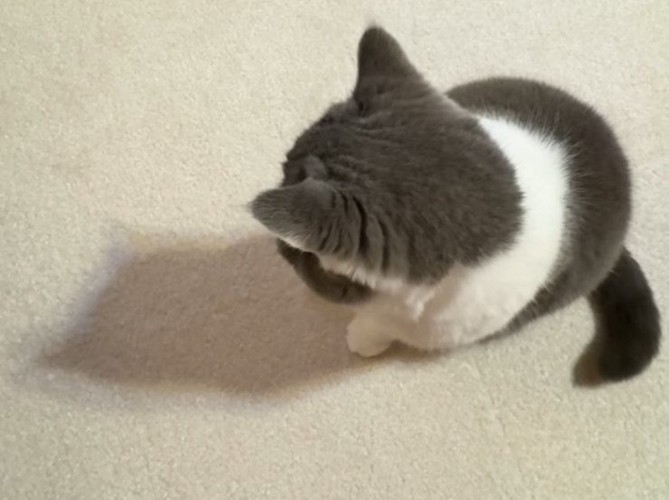 座って床を見ている猫